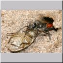 Astata boops - Wanzengrabwespe 19d beim Nesteintrag.jpg